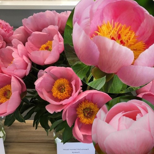 Paeonia 'Soft Salmon Saucer' - Pojeng 'Soft Salmon Saucer' C7/7L